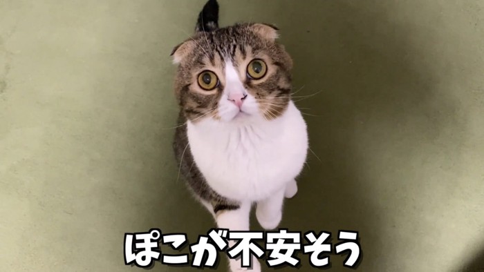 「ぽこが不安そう」のテロップ写真