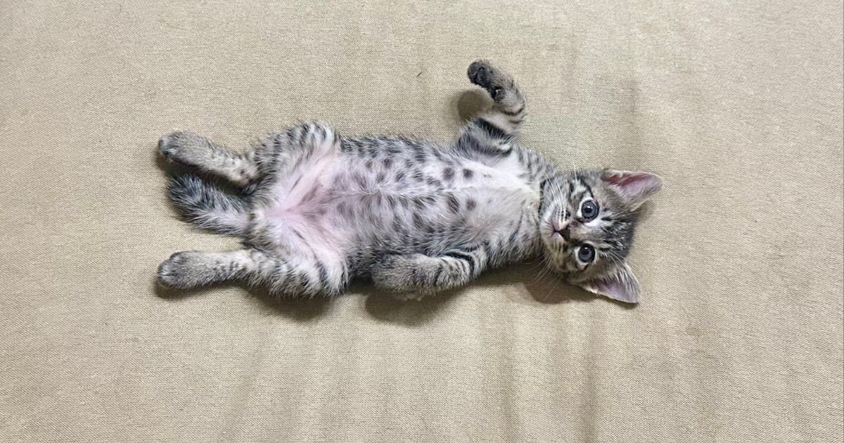 寝転がる猫