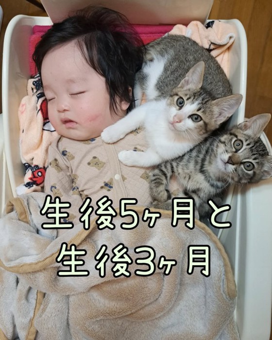生後5ヵ月と3ヵ月の赤ちゃんと子猫