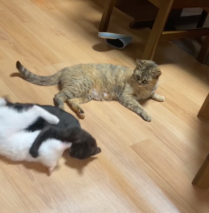 のびのび暮らす猫ファミリー