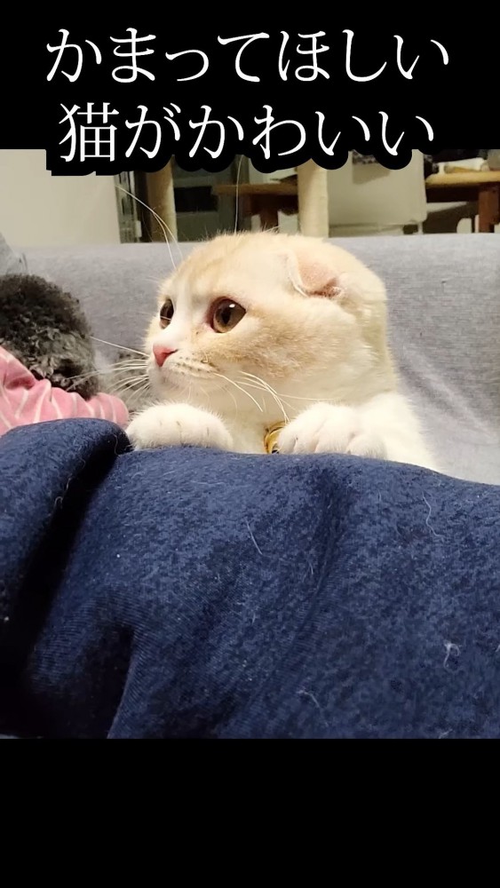 飼い主の脚に手を置く猫