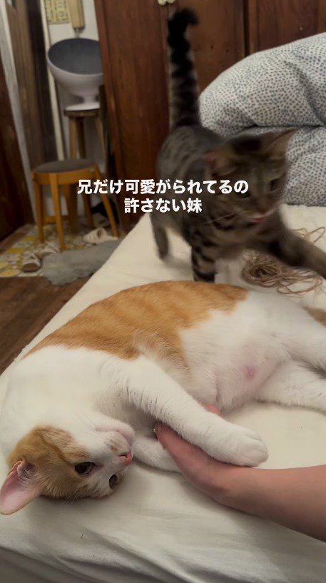 飼い主に前足を伸ばすキジトラ猫