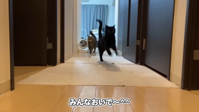 みんなおいで〜