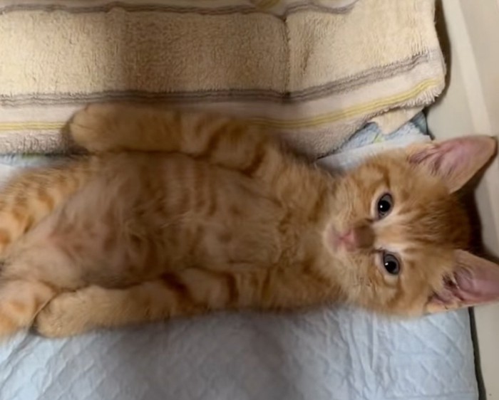 仰向けのまま見つめ返してくる子猫