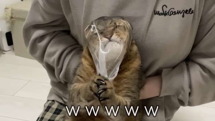 ネット引っ張り(アップ)