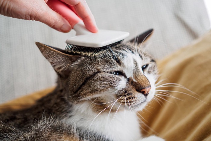 飼い主にブラッシングをされる猫