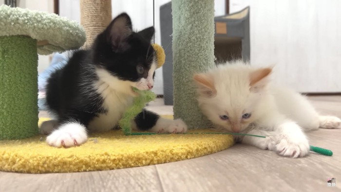 2匹の猫と猫じゃらし