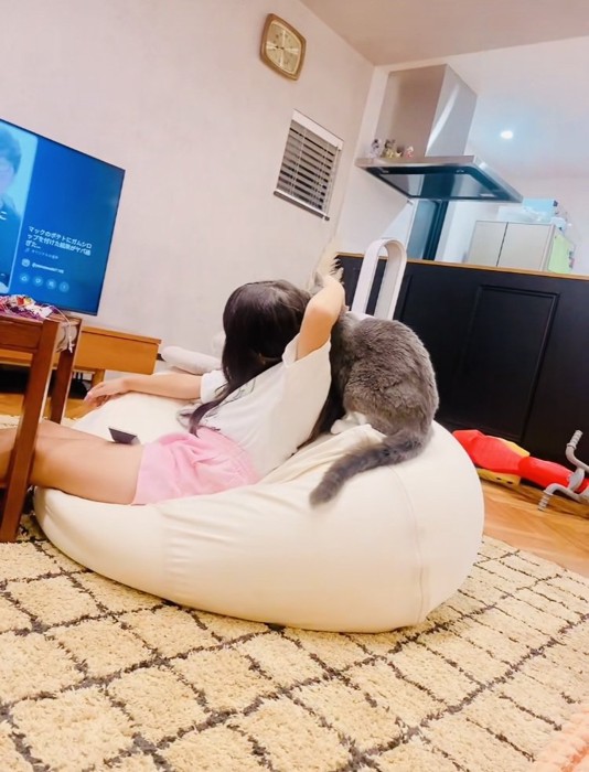 娘さんに撫でられるブリティッシュショートヘア