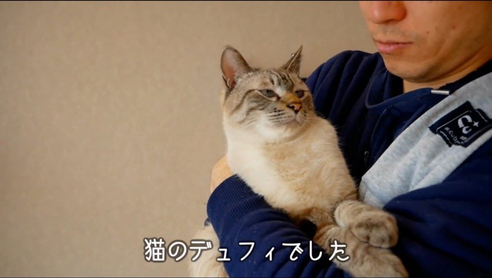 飼い主の腕に抱っこされながら、飼い主の顔を見つめる猫