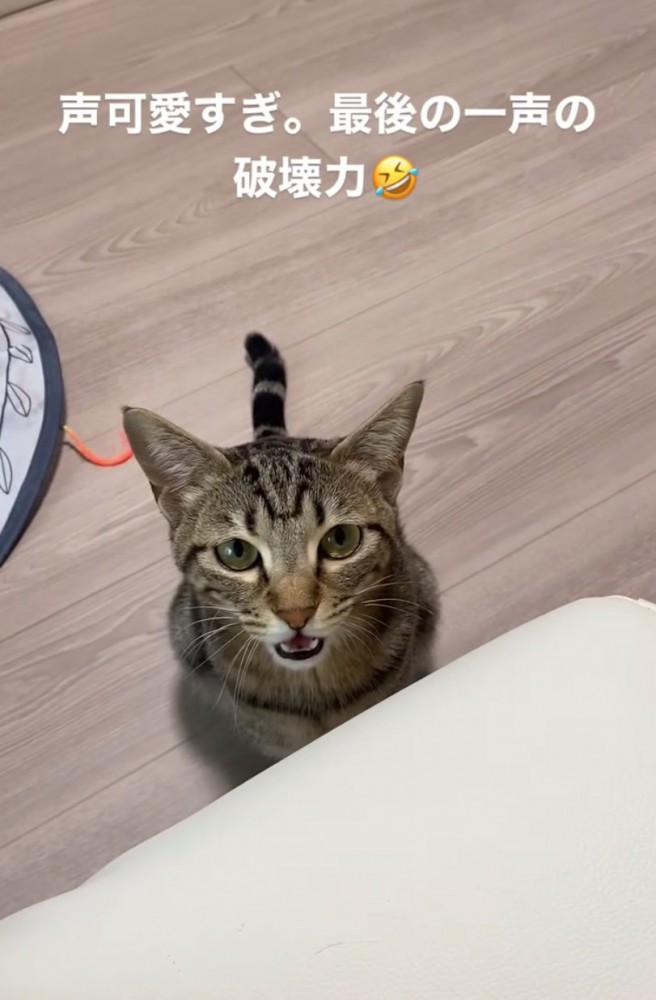 正面で見つめる猫