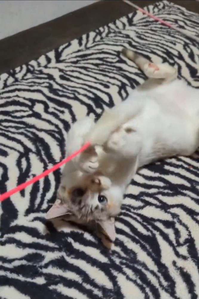 猫じゃらしで遊ぶ猫