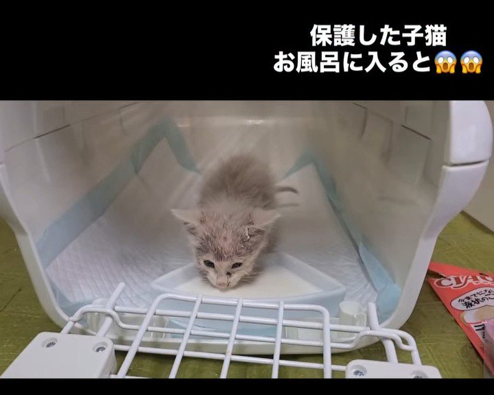 ミルクを飲む子猫