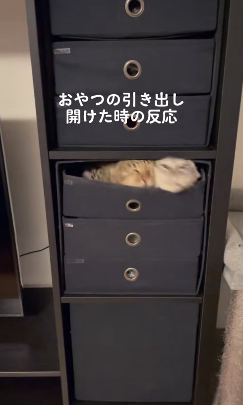 引き出しの中から頭だけ出しているブレた2匹の猫