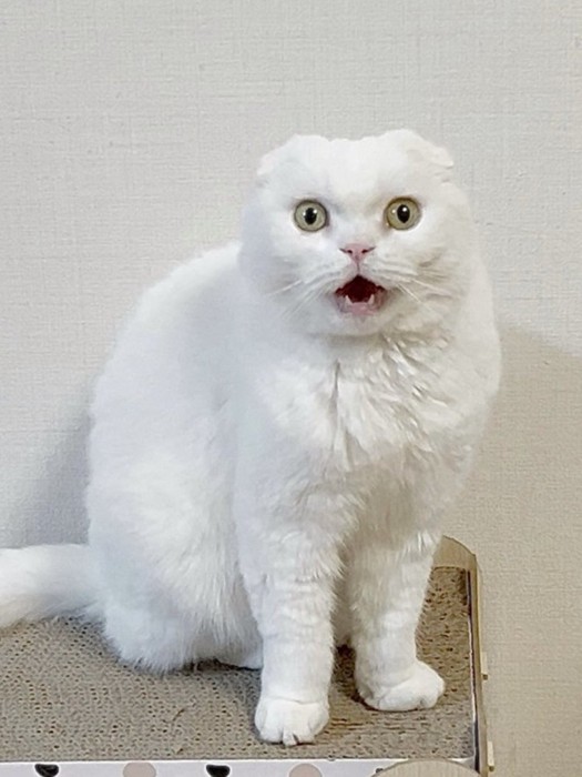 怒ったような表情で鳴く猫