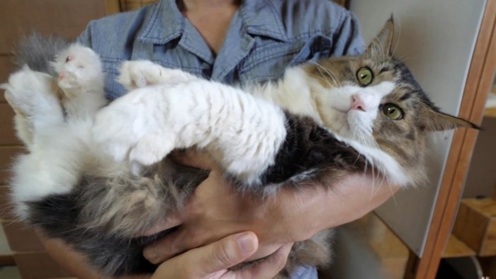 赤ちゃんのように抱っこされている猫