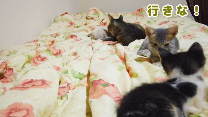 黒い子猫を見るグレーの子猫