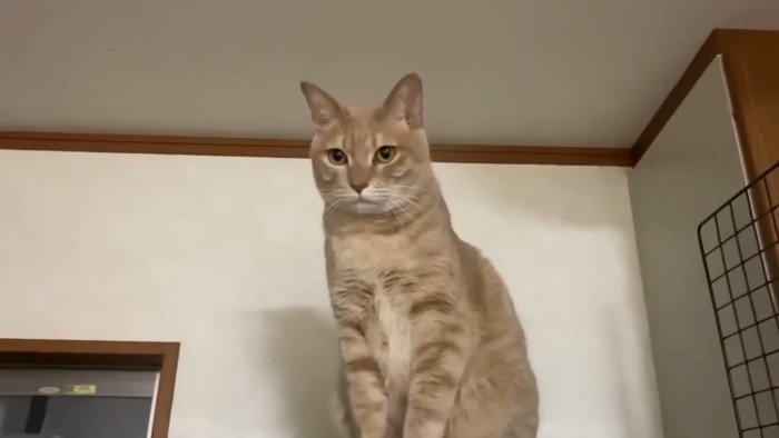 座っているひのきちゃん