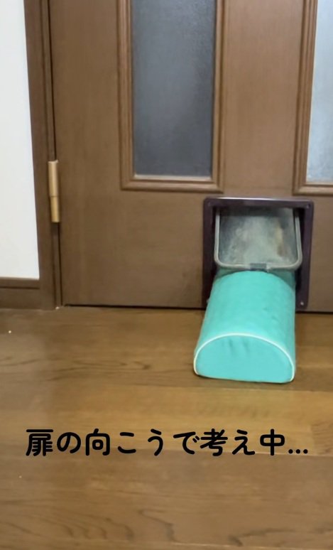 扉の向こうで考えている猫