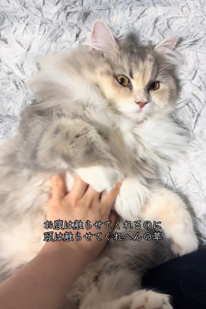 お腹をなでられる猫