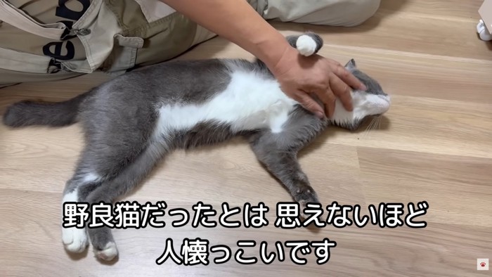 テロップ「野良猫だったとは思えないほど～」