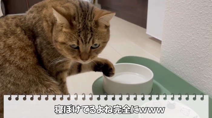 水飲みに手を入れる猫