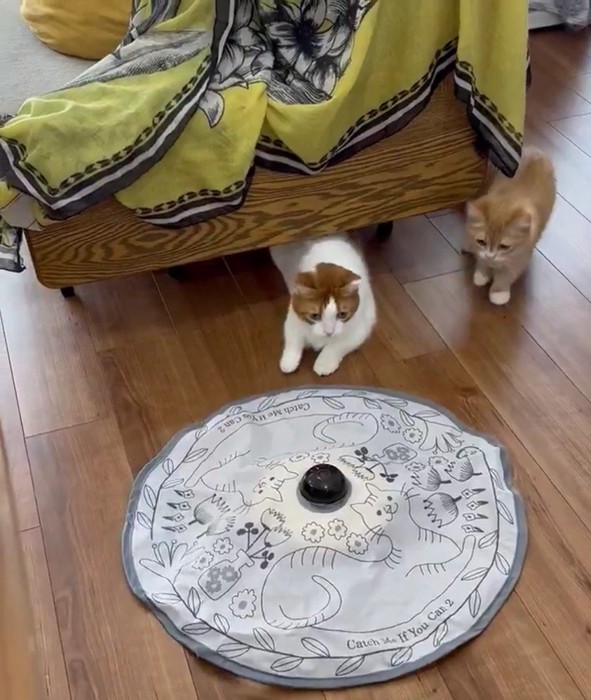 おもちゃを見ている2匹の猫