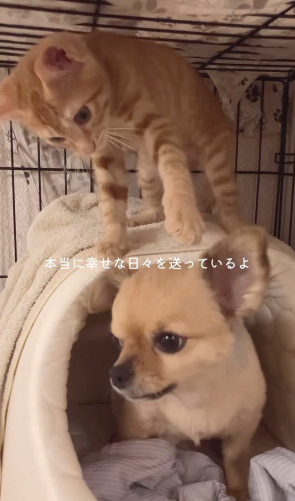 犬の頭を触ろうとする猫