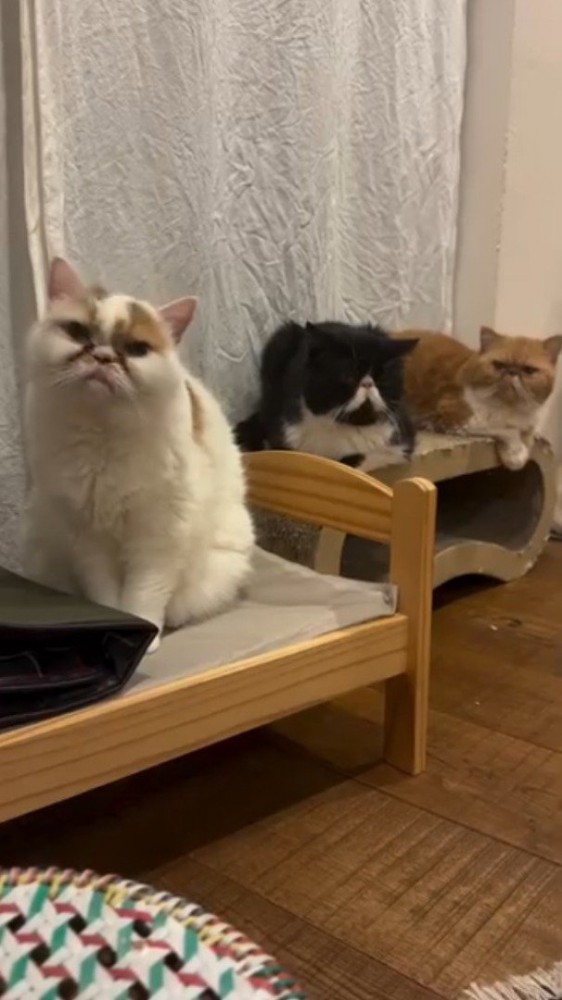 棚の上に座る3匹の猫