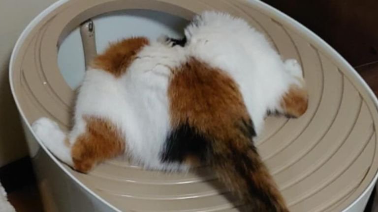 トイレを覗く猫