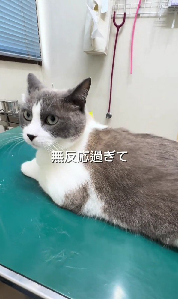 診察台にのっている猫