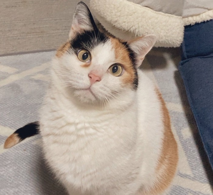 こちらを見つめる猫