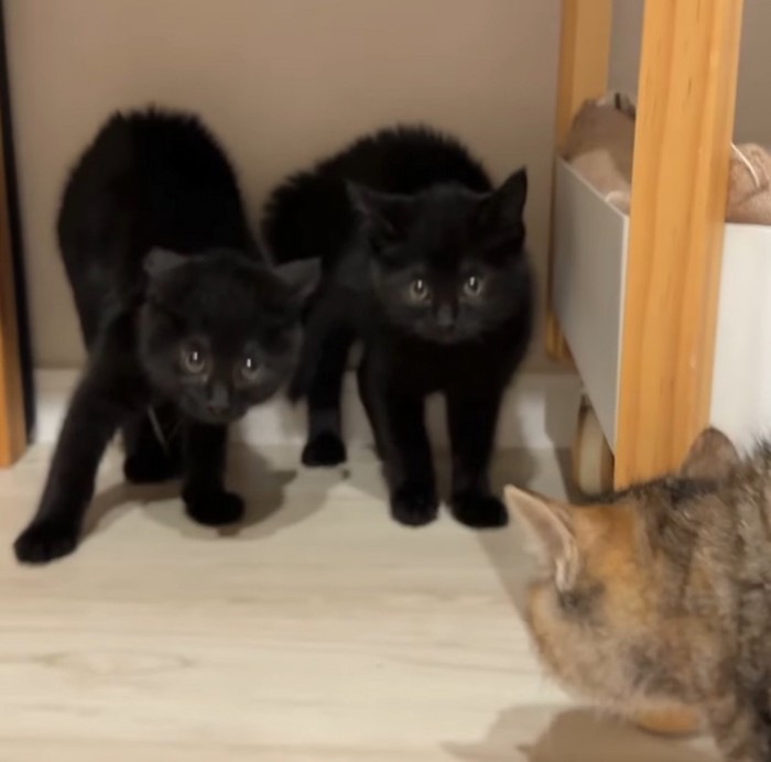 背中を丸める3頭の子猫