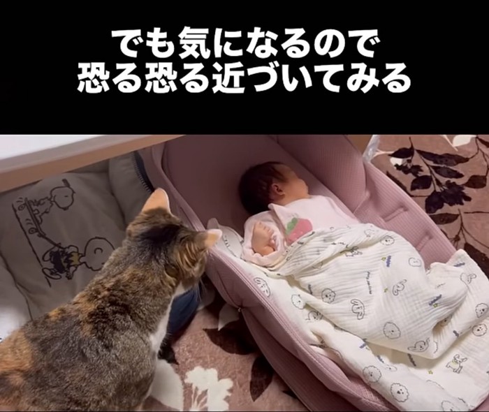 赤ちゃんを覗き込む猫