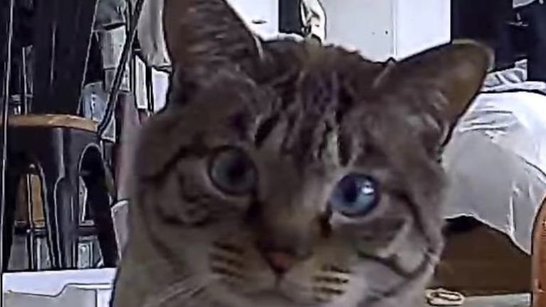 ペットカメラに映る猫