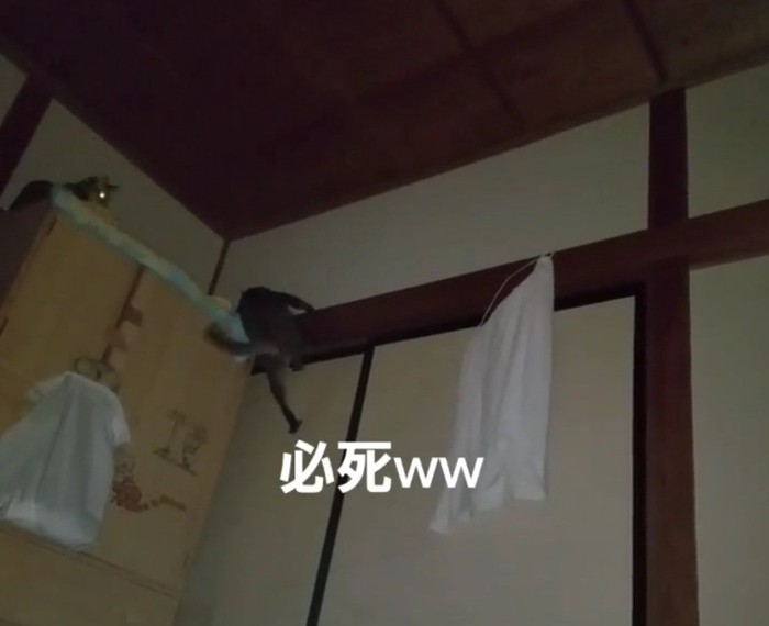 壁を登るチルちゃんと見つめるリラちゃん