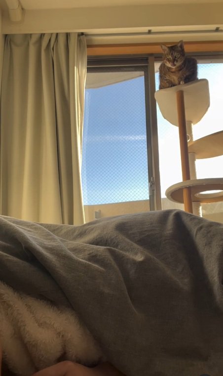 キャットタワーの上から寝ている飼い主を見ているキジトラ
