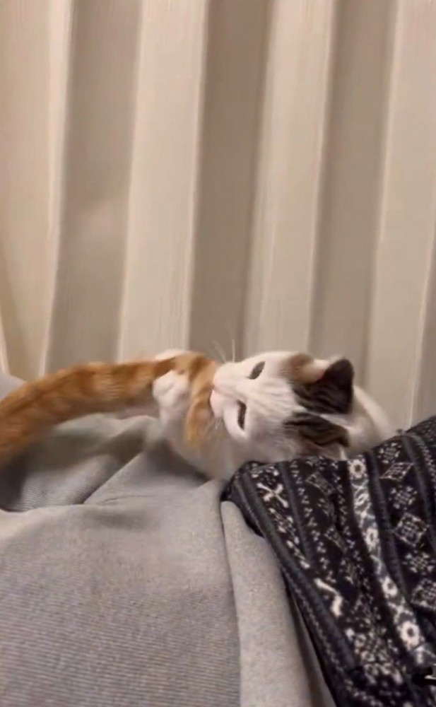 しっぽで遊ぶ猫