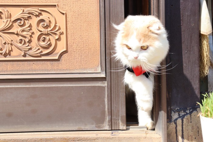 外に出ようとする猫