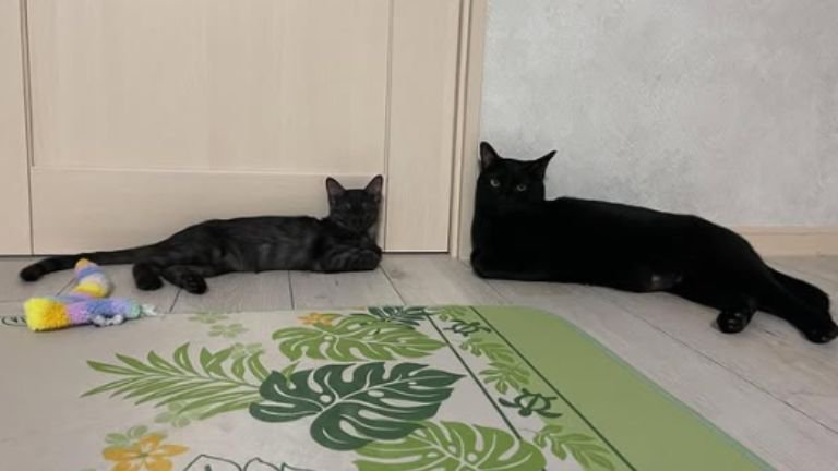 室内にいる猫たち