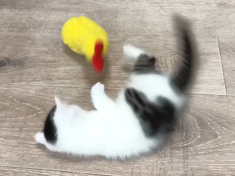 おもちゃで遊ぶ子猫