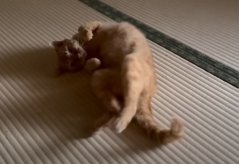 畳の上で寝転ぶ猫