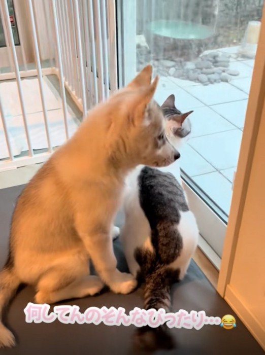 ピッタリ猫にくっつく赤ちゃん犬