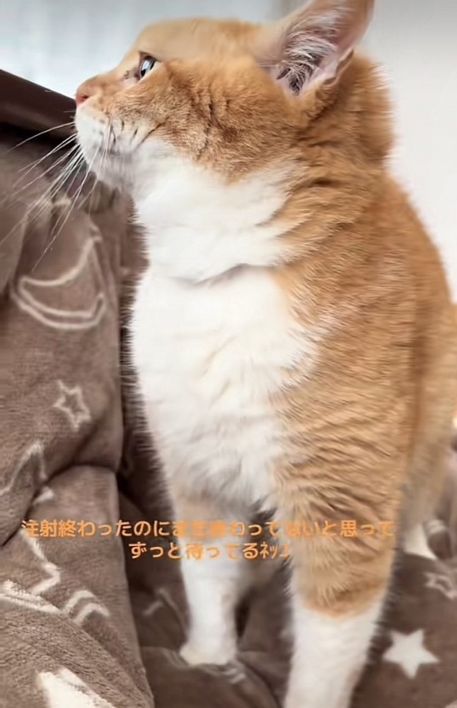 注射を終えて移動しようとする茶トラ猫