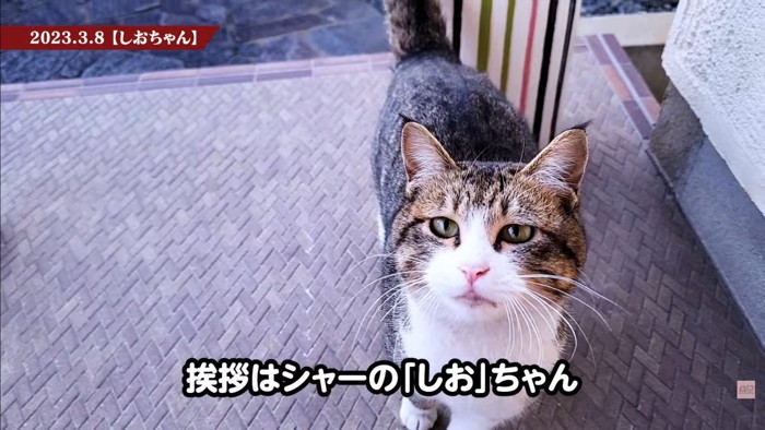 テロップ「挨拶はシャーの~」