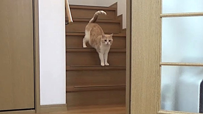 階段を下るスコティッシュフォールド