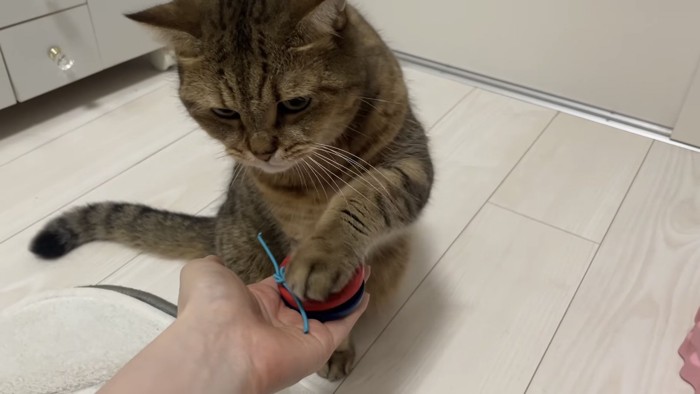 カスタネットを鳴らす猫の写真1