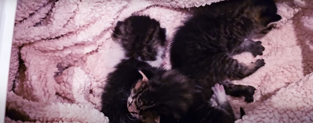 箱の中の子猫%％数時間後にはミルクの時間