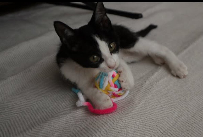 ボールで遊ぶ猫