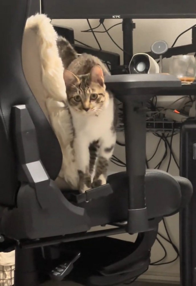 起き上がった猫