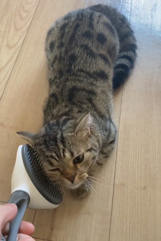 ブラシに顔を近づける子猫